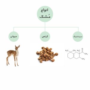 استفاده از مشک در عطرسازی- انواع مشک - بازاروما